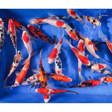 Imported Koi .